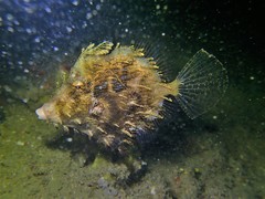 Chaetodermis penicilligerus