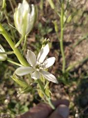 Ornithogalum narbonense
