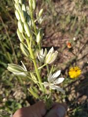 Ornithogalum narbonense