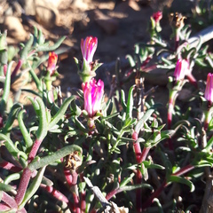 Lampranthus spiniformis