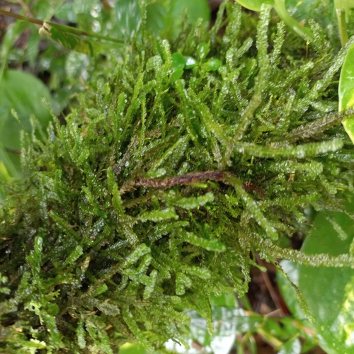Neckeropsis disticha observed 2024-04-29