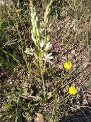 Ornithogalum narbonense