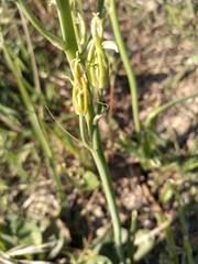 Ornithogalum narbonense