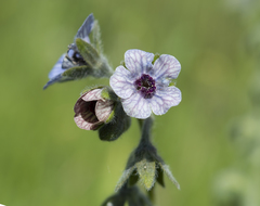 Cynoglossum creticum