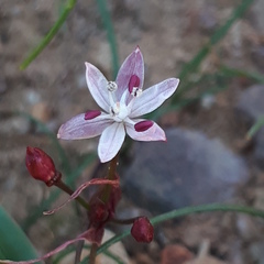 Strumaria tenella tenella