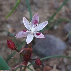 Strumaria tenella tenella