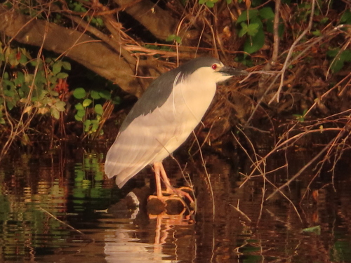 Black-crowned Night Heron photographed in Maryland