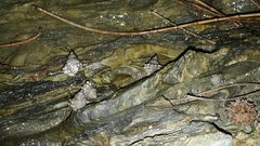 Nodilittorina pyramidalis