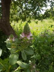 Ononis alopecuroides