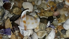 Phalium areola