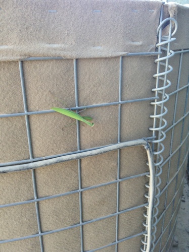 European Mantis