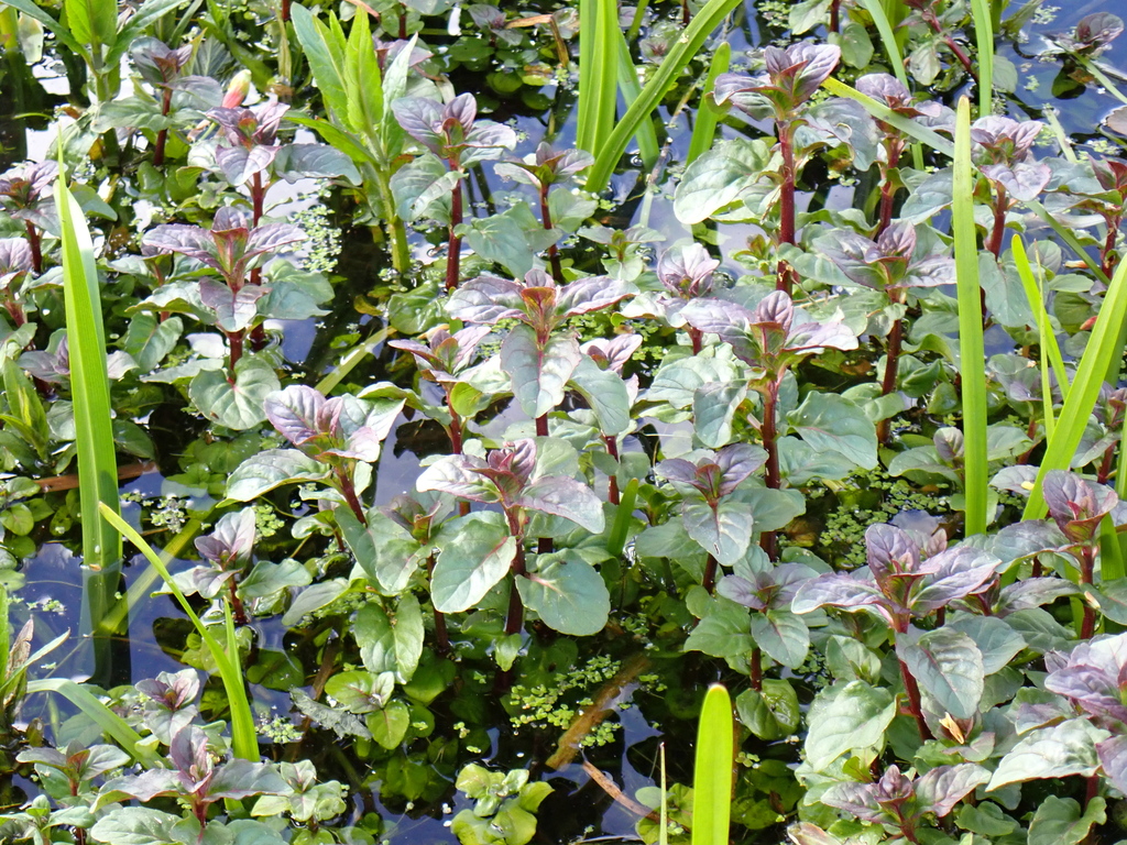 Watermint watermint from Cumbria, UK on April 30, 2024 at 04:07 PM by Zeke ...