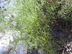 Restio gaudichaudianus