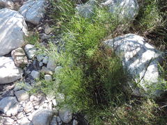 Restio gaudichaudianus