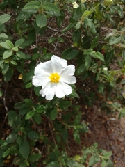 Cistus salviifolius