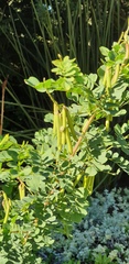 Indigofera jucunda