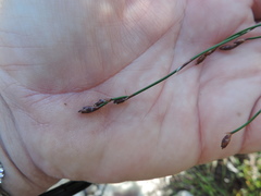 Restio gaudichaudianus