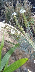 Gomphostigma