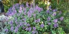 Plectranthus ambiguus