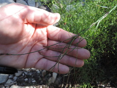 Restio gaudichaudianus