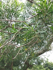 Acacia confusa