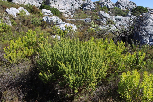Image of Aspalathus capensis by (c) Tony Rebelo, some rights reserved (CC BY-SA)
