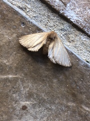 Phyllalia