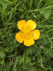 Ranunculus repens
