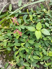 Alysicarpus ovalifolius