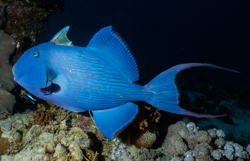 Blue Triggerfish — seen at this dive site