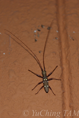 Olenecamptus bilobus