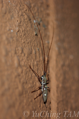 Olenecamptus bilobus