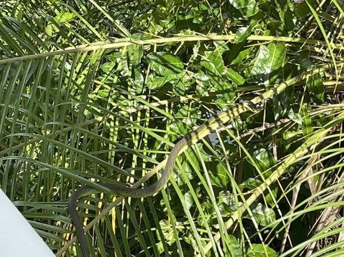 Common Tree Snake sighting