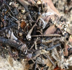 Latrodectus indistinctus