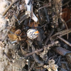 Latrodectus indistinctus