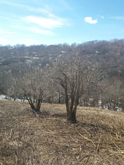 Sambucus kamtschatica