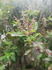 Coleus monostachyus