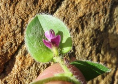 Psoralea imbricata