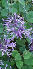 Plectranthus ambiguus
