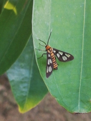 Lepidoptera