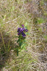 Gentianella auriculata
