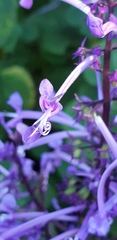 Plectranthus ambiguus