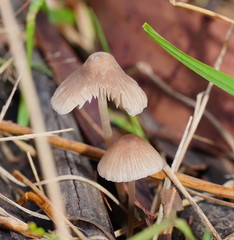 Mycena albidofusca