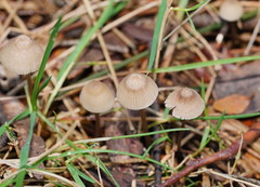Mycena albidofusca