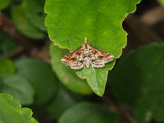 Diasemia accalis