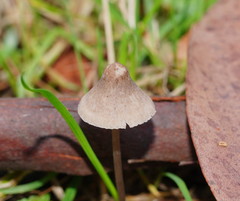 Mycena albidofusca