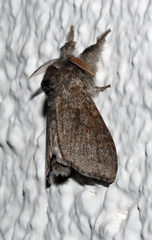 Calliteara pudibunda