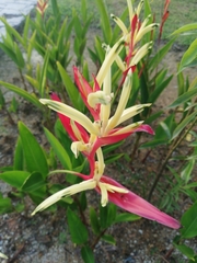 Heliconia psittacorum