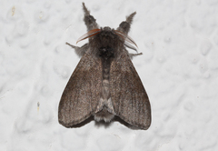 Calliteara pudibunda