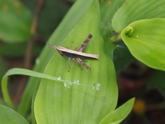 Phlaeoba antennata
